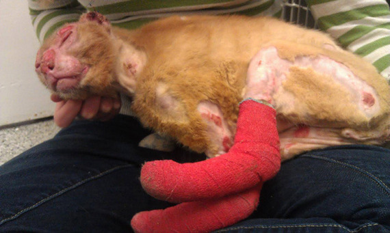 優しさに感動！ 大やけどを負ったネコ……動物病院で取った驚きの行動　写真9枚
