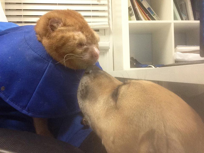 優しさに感動！ 大やけどを負ったネコ……動物病院で取った驚きの行動　写真9枚