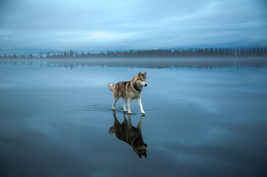 ​まるで鏡の国?!  凍った湖で遊ぶ、美しいハスキー犬 画像5枚