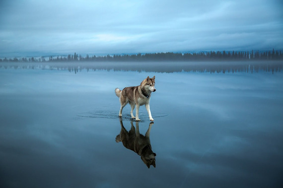 ​まるで鏡の国?!  凍った湖で遊ぶ、美しいハスキー犬 画像5枚
