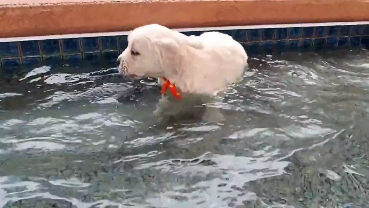 【動画】初泳ぎに挑戦する、ゴールデンレトリーバーの小犬がかわいすぎる！