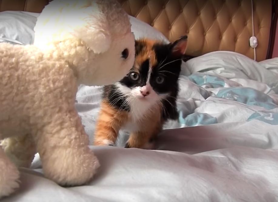 ​【動画】じりじり…じりじりと。ちょっとずる迫り来る小猫がかわいい！