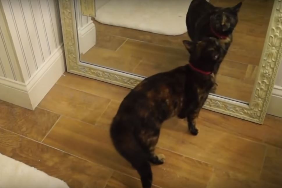 【動画】びっくりしてジャンプ？ 鏡をみたネコちゃんがおもしろすぎる！！