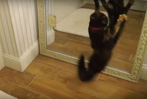 【動画】びっくりしてジャンプ？ 鏡をみたネコちゃんがおもしろすぎる！！