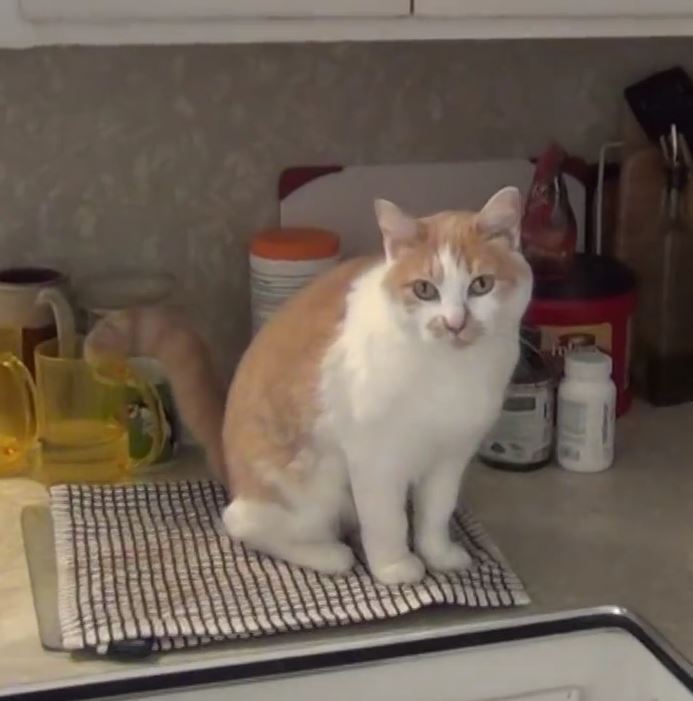 【動画】ぶらりーんと？　飼い主のお皿洗いを手伝う？ 邪魔する？ ねこちゃん