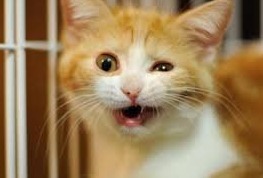 爆笑 ネコちゃんに癒される おもしろネコちゃん 画像10選 大学入学 新生活 学生トレンド 流行 マイナビ 学生の窓口