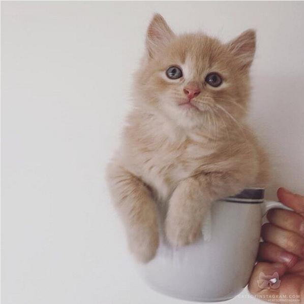 激カワ♪マグカップにすっぽり入っちゃう子猫たち　画像10選