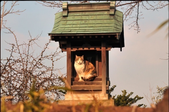 神社や寺……なぜか神聖なところでくつろぐネコ達　画像10選