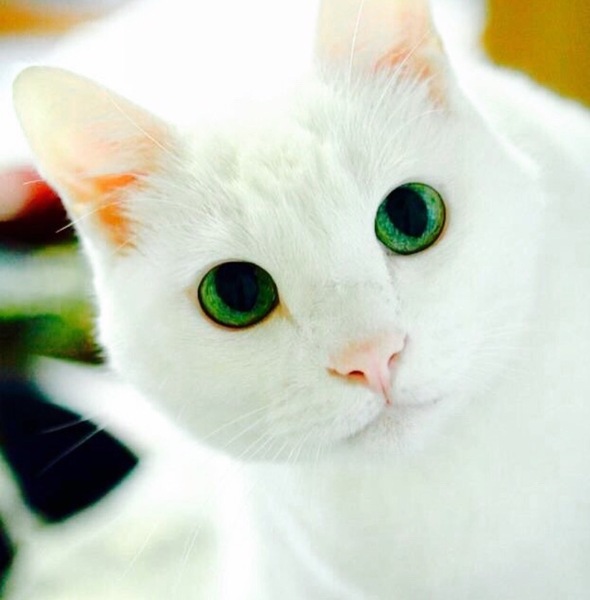 雪の精！？ ふわふわ真っ白、うっとりきれいな白ネコちゃんたち大集合！ 画像10選