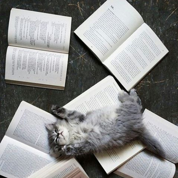 ネコ×文学書で癒される！ 本を読むかわいいネコちゃん　画像10選