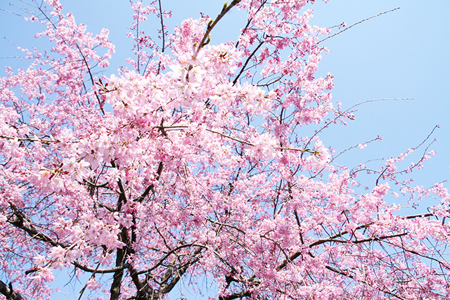 お花見の参考に！ 2016年の桜の開花予想ってどうなっているの？