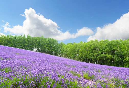 「北海道の夏は涼しい」はほんと？ 道民が教える北海道の夏事情【学生記者】