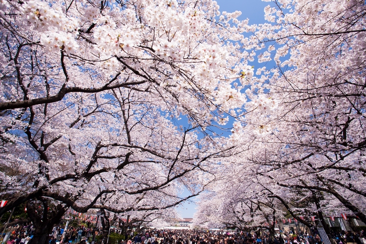 上野を観光するなら絶対行くべき！ おすすめ人気スポット12選