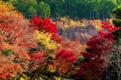 旅ライターが選ぶ！ 国内旅行におすすめな日本の絶景スポット13選