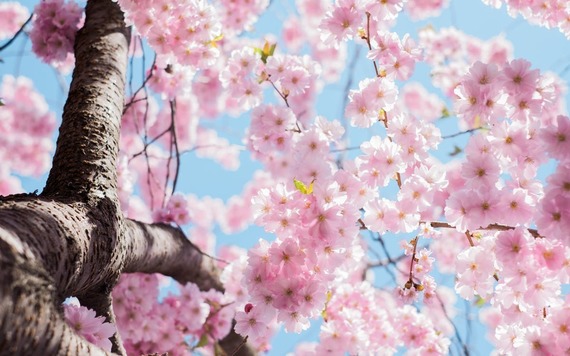 大学生に聞いた、この春行きたい関東の桜の名所ランキング！ 2位井の頭恩賜公園