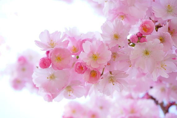 春のお出かけに！ 大学生が行ってみたいと思う全国各地の桜の名所ランキング