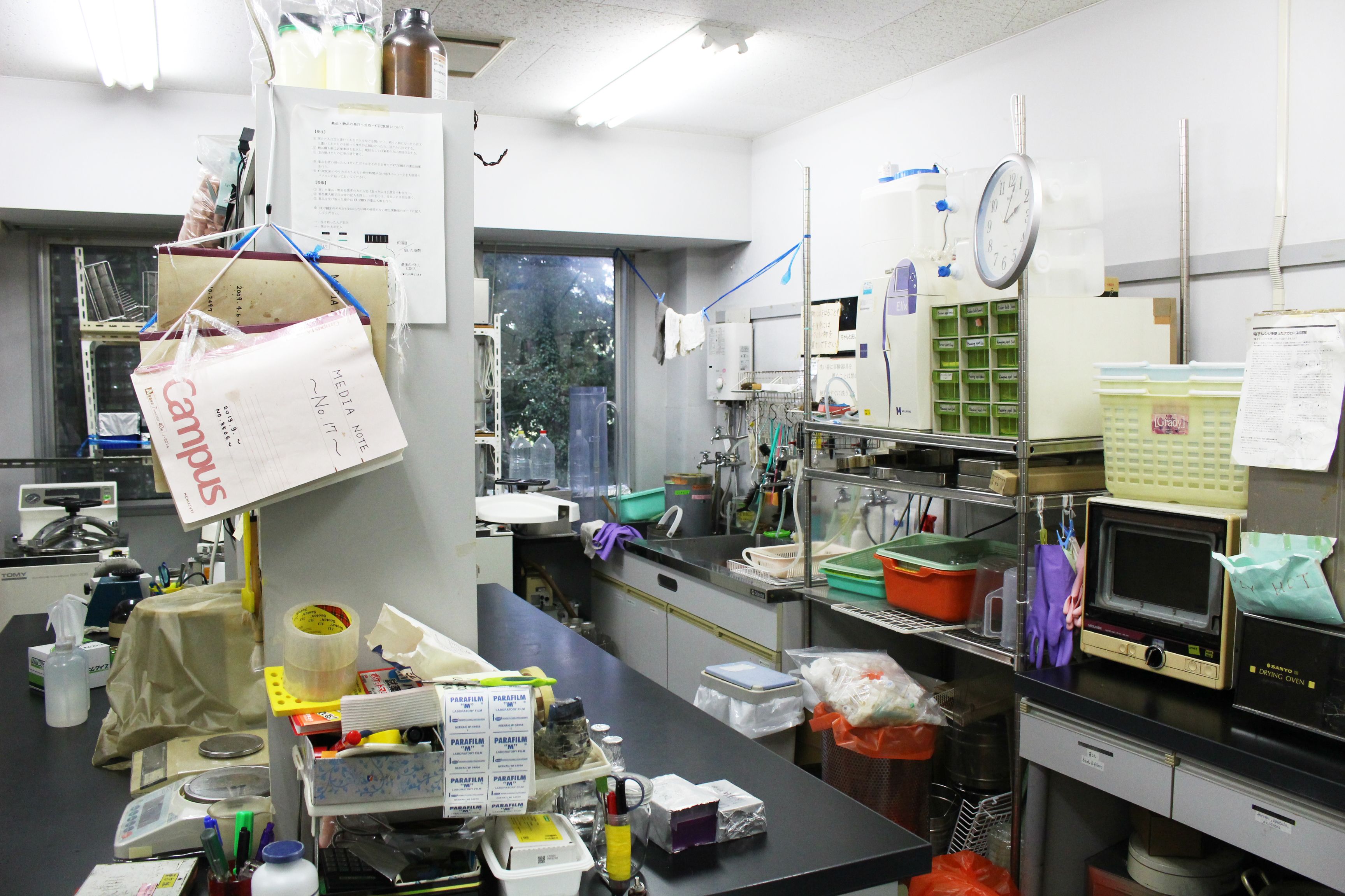 【理系研究室訪問】千葉大学園芸学部植物細胞工学研究室に潜入！ 教授と学生に研究・ゼミについて聞いてみた【学生記者】