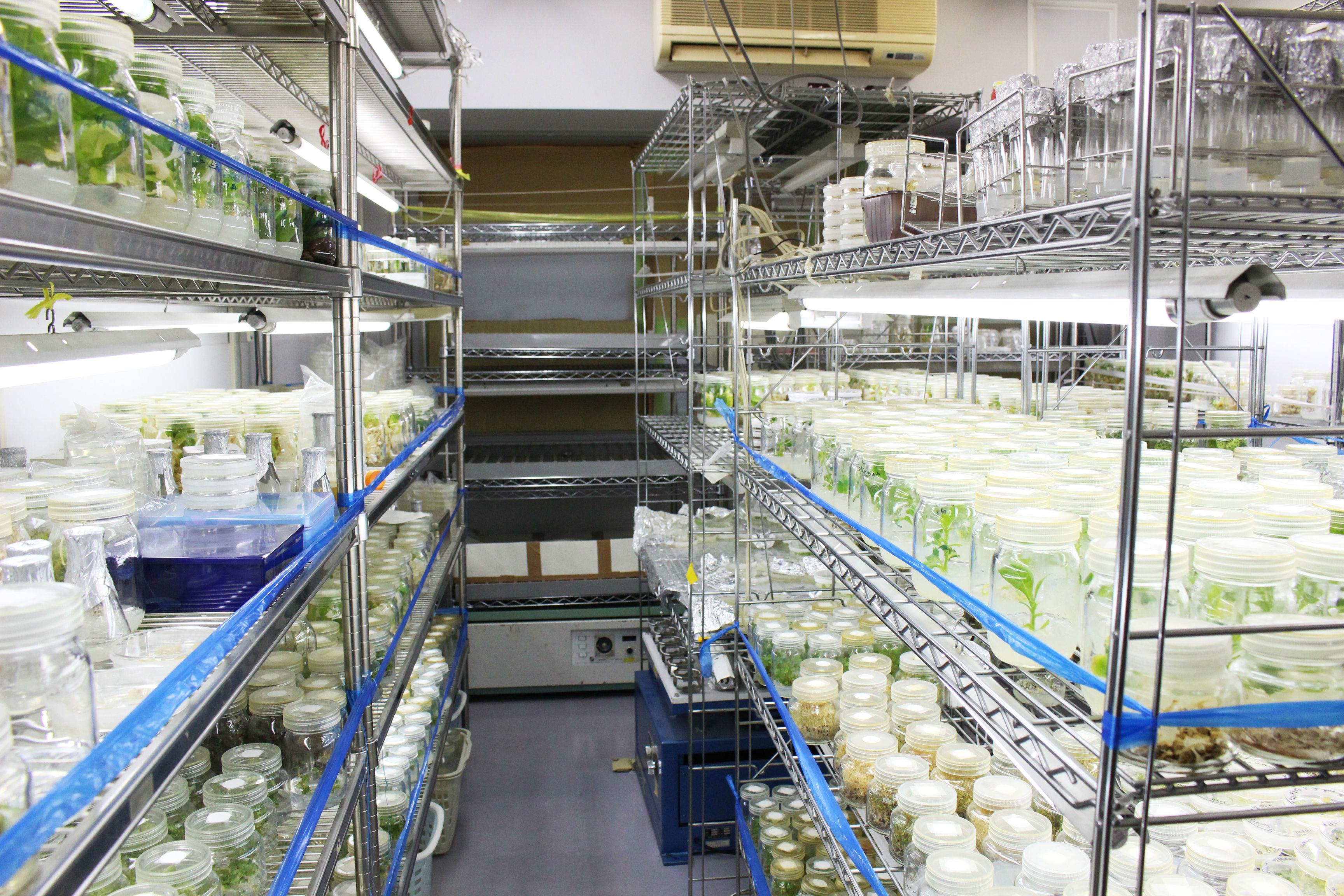 【理系研究室訪問】千葉大学園芸学部植物細胞工学研究室に潜入！ 教授と学生に研究・ゼミについて聞いてみた【学生記者】