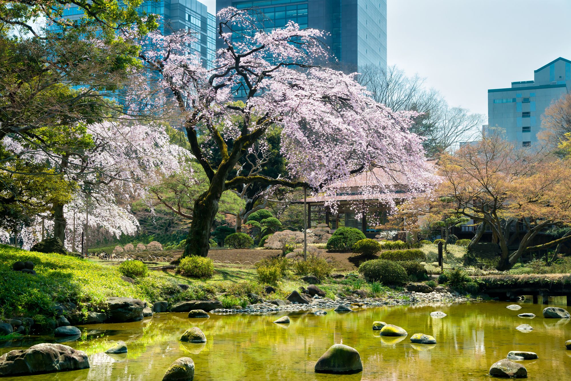 美しい東京の桜の名所15選！ 桜が咲く前からチェックしたいおすすめスポット