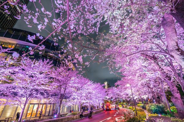 東京の桜の名所4