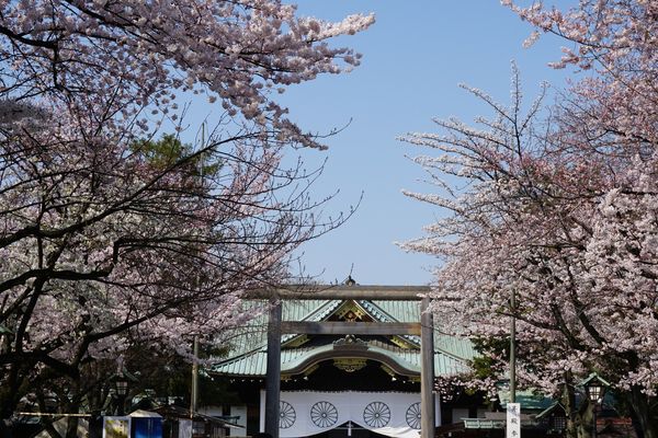 東京の桜の名所6