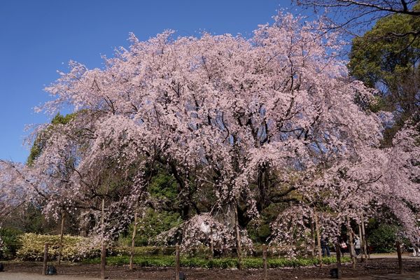 東京の桜の名所9