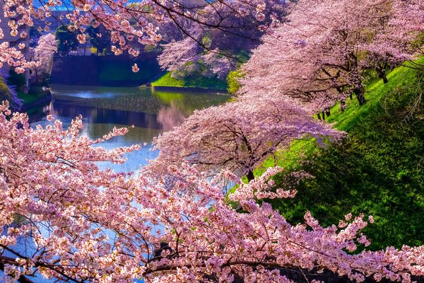 美しい東京の桜の名所