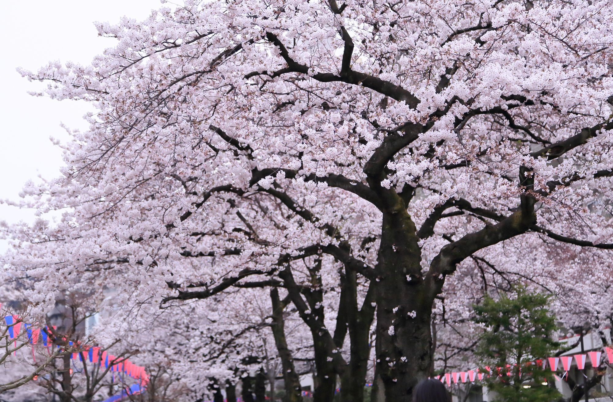 美しい東京の桜の名所15選！ 桜が咲く前からチェックしたいおすすめスポット