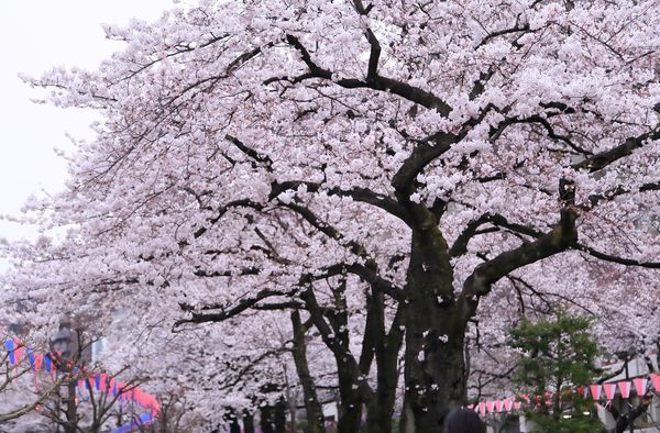 東京の桜の名所13