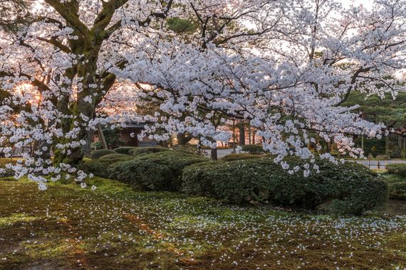 全国の桜の名所ランキング2018 ！ この春、見所のおすすめ桜スポットを紹介