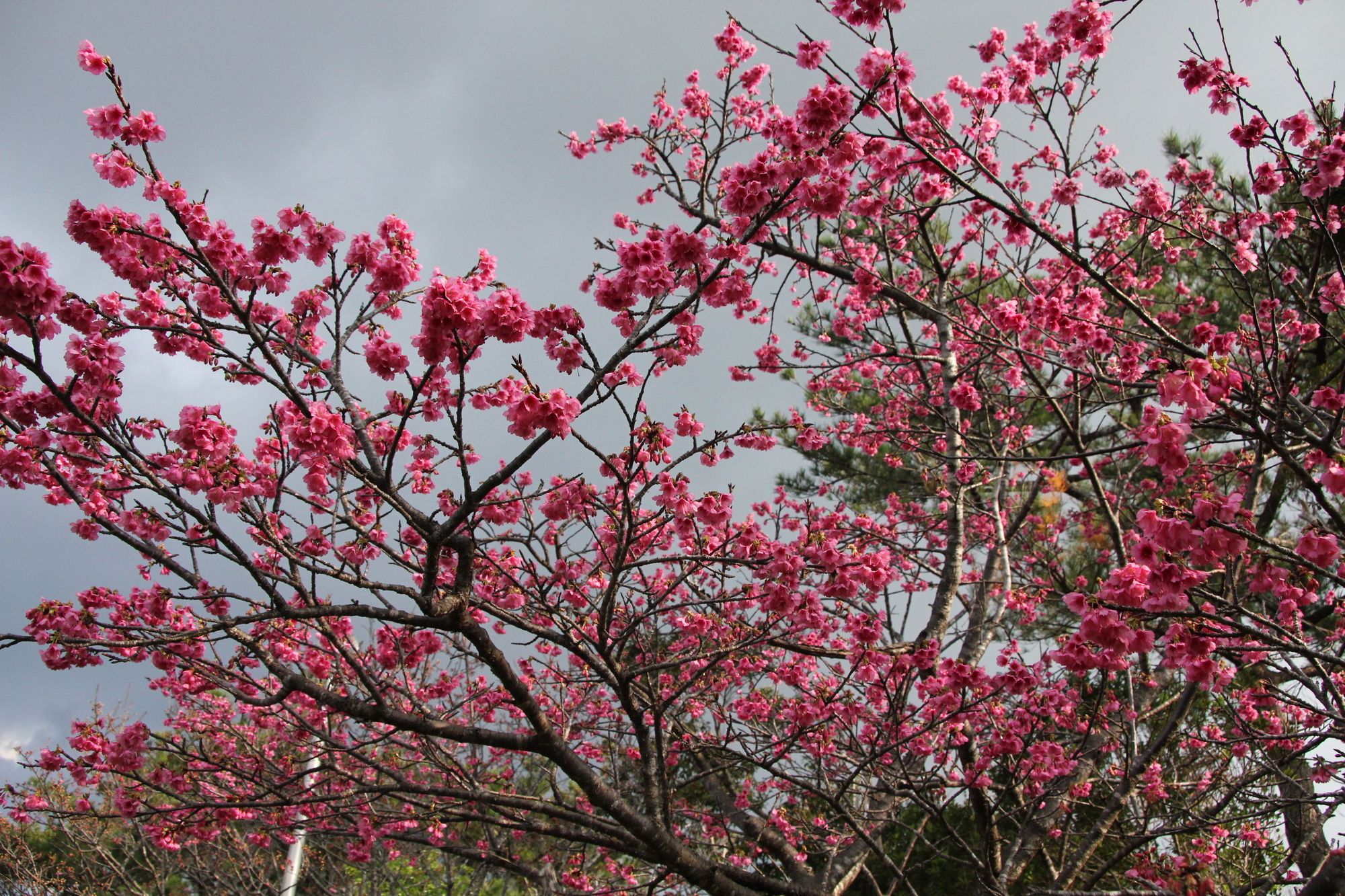 全国の桜の名所ランキング2018 ！ この春、見所のおすすめ桜スポットを紹介