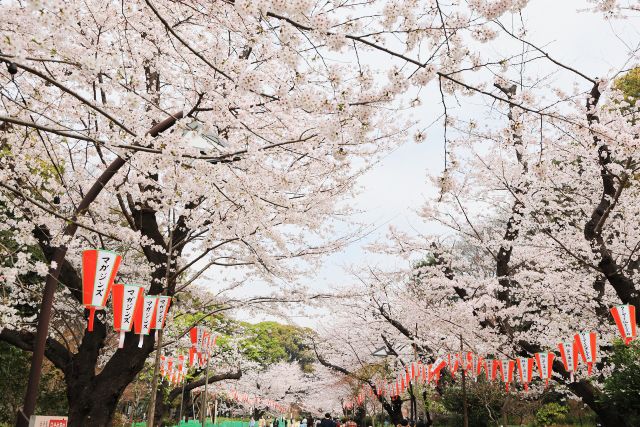 【桜の名所「上野公園」を楽しみたい…！】はじめての『公園デートおどおど』を解決 （上野公園編）＃あつまれ！_おどおど学生。