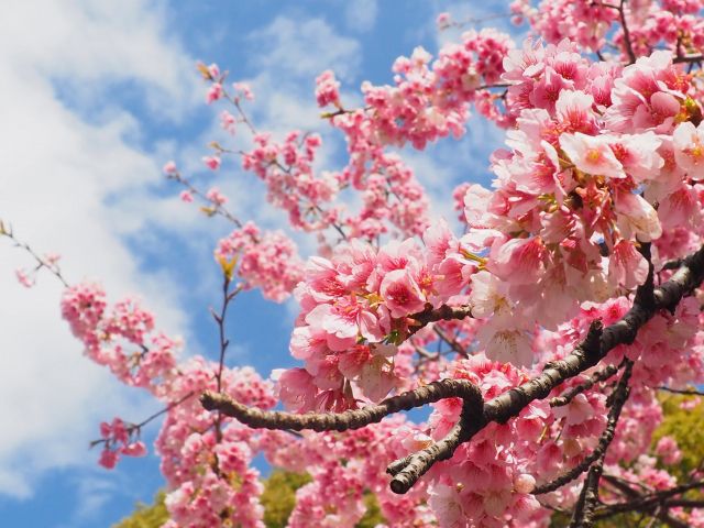 【桜の名所「上野公園」を楽しみたい…！】はじめての『公園デートおどおど』を解決 （上野公園編）＃あつまれ！_おどおど学生。
