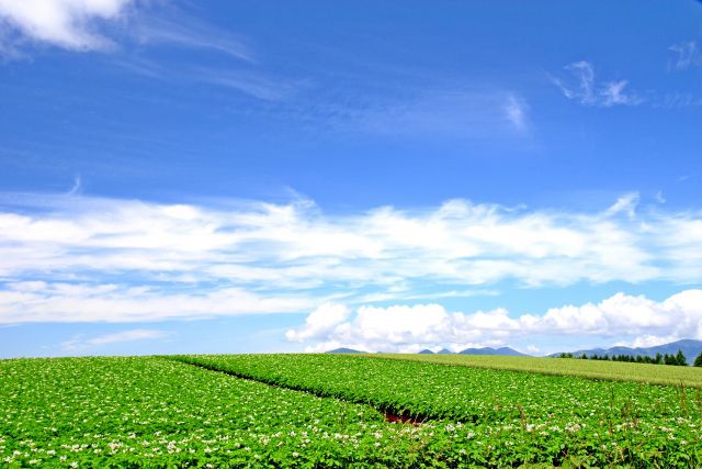 【保存版！ 北海道の“お勧め観光スポット”をぎゅっとお届け！】はじめての「北海道」おどおど（観光スポット編） ＃あつまれ_おどおど学生