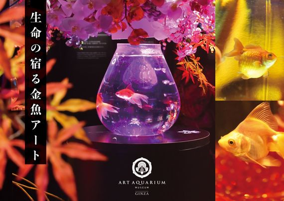 銀座で芸術の秋を楽しもう！「生命の宿る金魚アート」をアートアクアリウム美術館 GINZAで堪能　#Z世代Pick