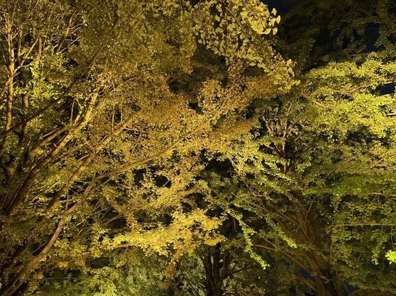 【特別な秋が過ごせる】昭和記念公園のライトアップイベント「秋の夜散歩」に行ってみた #大学生トレンド