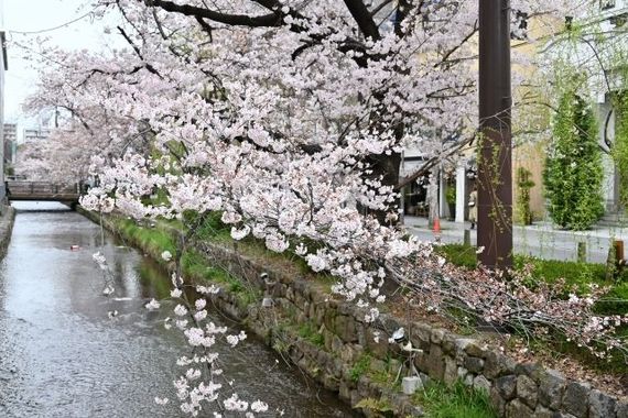【京都の人気繁華街で遊びたいけど……】はじめての「四条河原町おどおど」＃あつまれ！_おどおど学生。