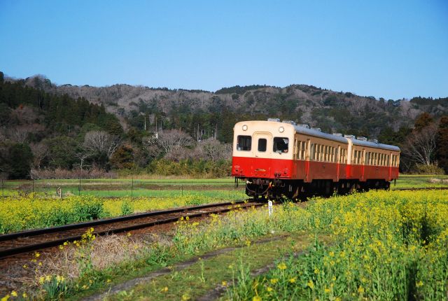 【ここは千葉⁈ トロッコ列車に乗ってジブリの世界へ】はじめての「小湊鐵道おとおど」＃あつまれ！_おどおど学生。