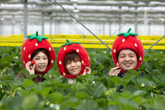 「食べる宝石 ミガキイチゴ」の生産農場でワクワクドキドキ甘酸っぱい体験を！『ICHIGO WORLD』今シーズンの営業開始！#Z世代Pick