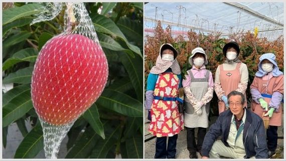 【新商品】いちご味とマンゴー味が新登場！滋賀県ご当地クラフトコーラシロップ「びわコーラ」の第二弾！ #Z世代Pick