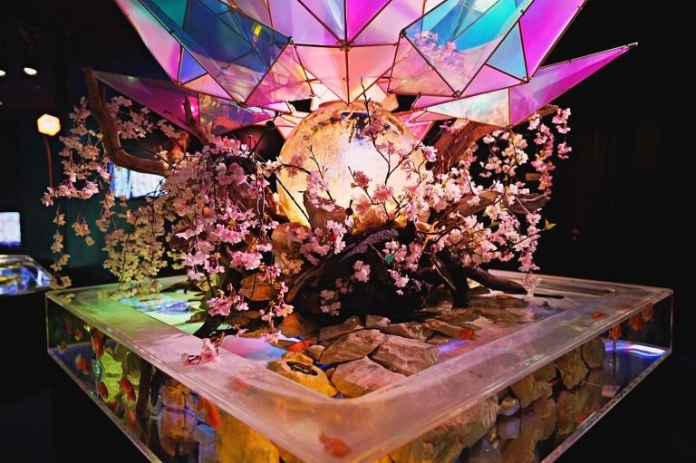 真っ白な金魚と桜の花のコラボレーション「桜咲く土佐錦-2023」が開催！ #Z世代Pick