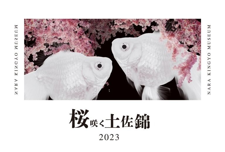 真っ白な金魚と桜の花のコラボレーション「桜咲く土佐錦-2023」が開催！ #Z世代Pick