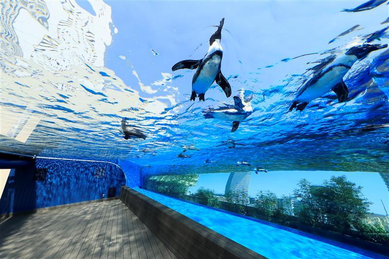  人気の水槽”天空のペンギン”が傘に！？頭上を羽ばたくケープペンギンの姿が圧巻！「フライングペンギン アンブレラ」発売 #Z世代Pick