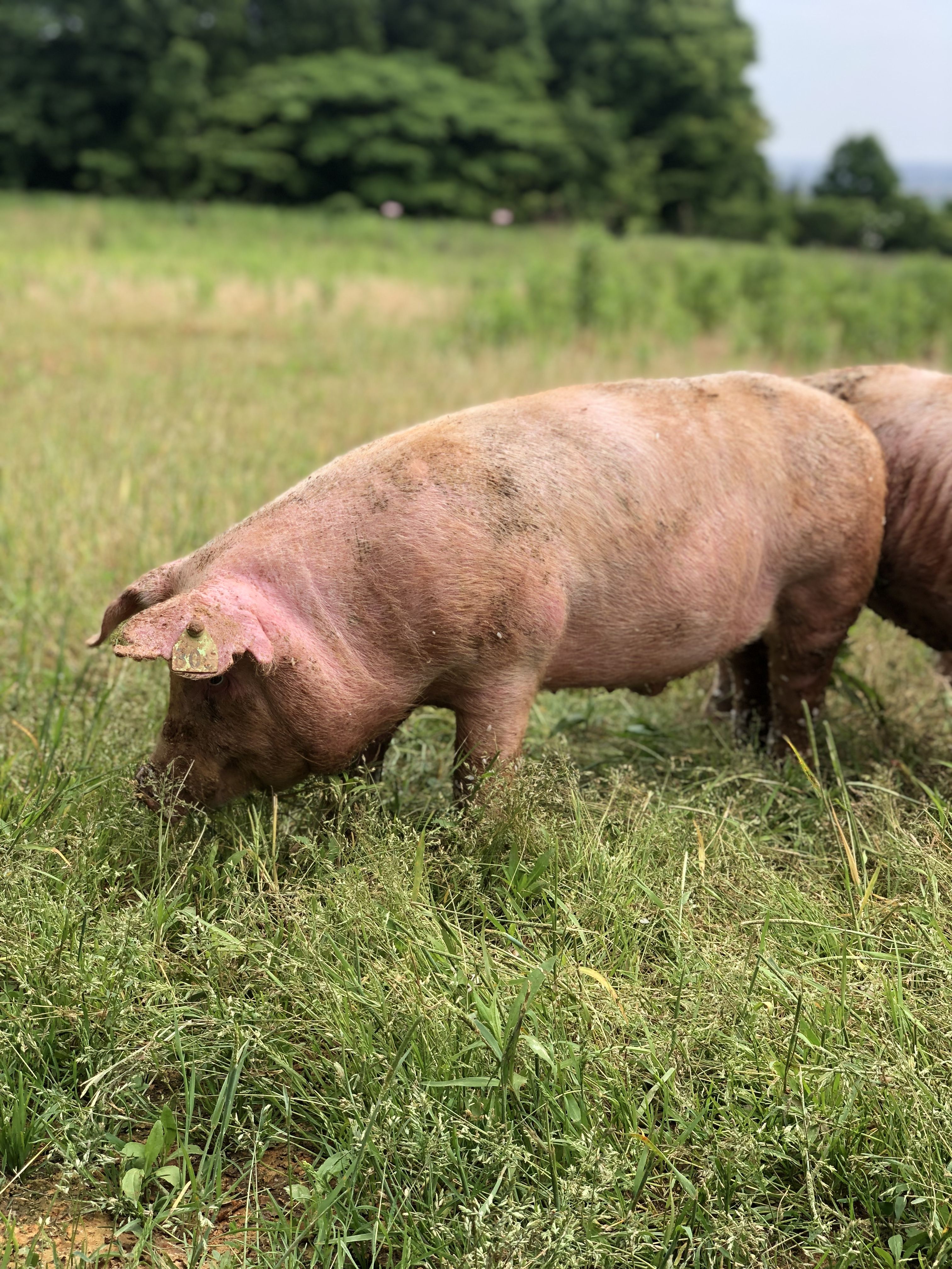 北陸初の放牧養豚を実現。6次産業化プロデューサー・川瀬 悠さんが語る、農福連携の未来と農業の魅力