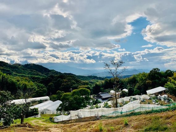 「香川県をアボカド産地に！」移住して農業法人で就農、橋本純子さんが語る農業の魅力